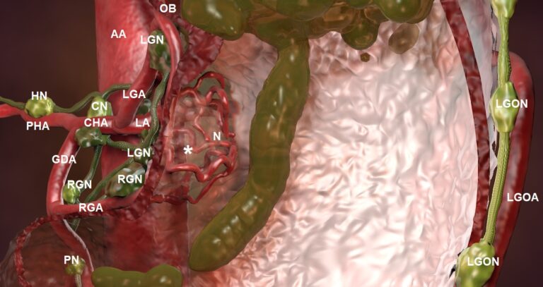 Temel Seviyede Mide İçi Anatomik Yapıları